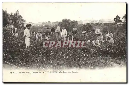 Cartes postales Cote d&#39Azur La cueillette des jasmins