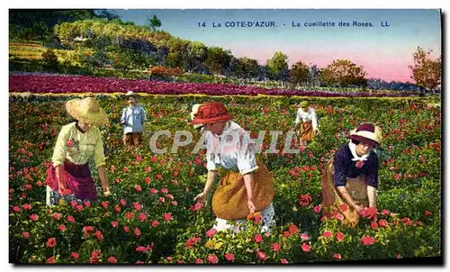 Ansichtskarte AK Cote d&#39Azur La cueillette des roses