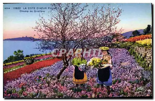 Cartes postales Cote d&#39Azur Champ de giroflees
