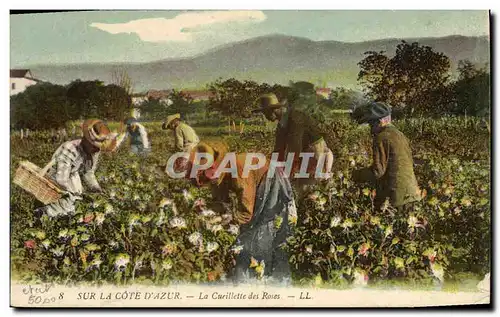 Cartes postales Cote d&#39Azur la cueillette des roses