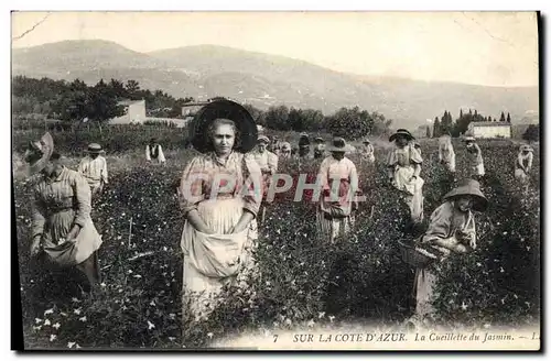 Cartes postales Cote d&#39Azur La cueillette du jasmin