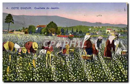 Cartes postales Cote d&#39Azur Cueillette du jasmin