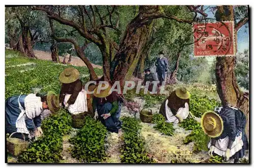 Cartes postales Cote d&#39Azur Cueillette des violettes