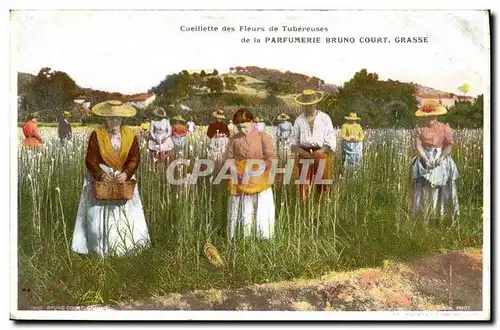 Cartes postales Cueillette des fleurs de tubereuses de la Parfumerie Bruno Court Grasse
