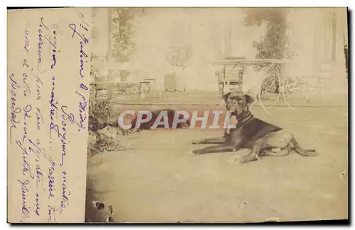 CARTE PHOTO Chien Chiens Saint Julien