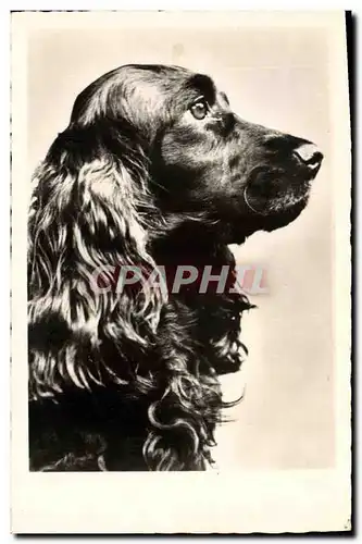 Cartes postales Chien Chiens