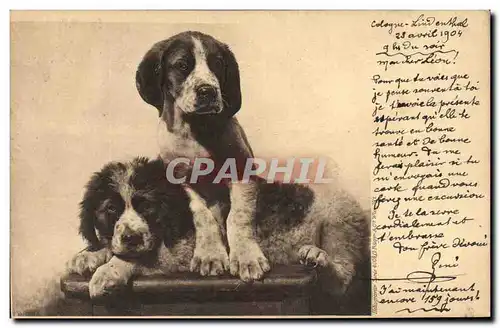 Cartes postales Chien Chiens