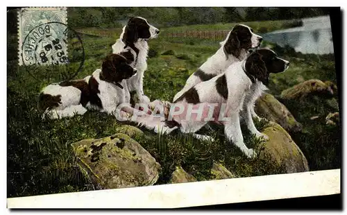 Cartes postales Chien Chiens