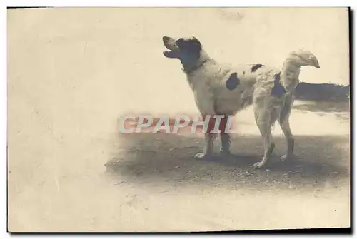 Cartes postales Chien Chiens