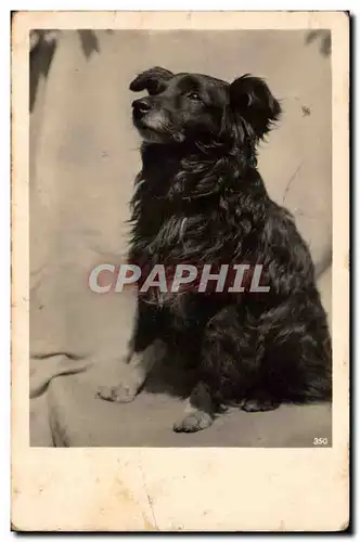 Cartes postales Chien Chiens