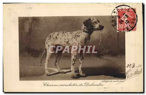 Ansichtskarte AK Chien Chiens Chienne mouchetee de Dalmatie