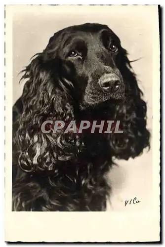 Cartes postales Chien Chiens Epagneul