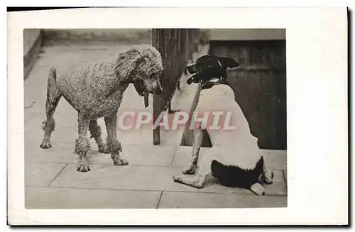 CARTE PHOTO Chien Chiens Caniche