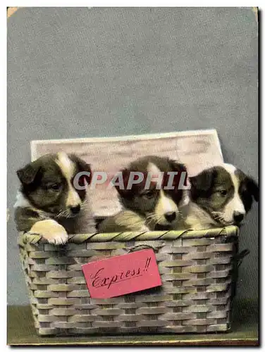 Cartes postales Chien Chiens Express