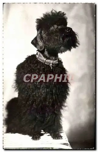 Cartes postales moderne Chien Chiens Caniche