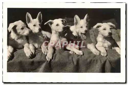 Cartes postales Chien Chiens