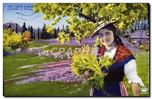 Cartes postales Cueillette du Mimosa Cote d&#39Azur
