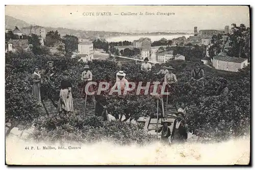 Cartes postales Cueillette de fleurs d&#39orangers Cote d&#39Azur