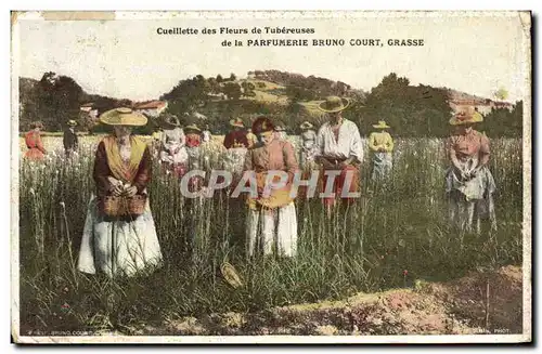 Cartes postales Cueillette des fleurs de Tubereuses de la Parfumerie Bruno Court Grasse