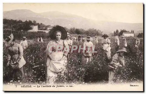 Cartes postales Cueillette du jasmin Grasse