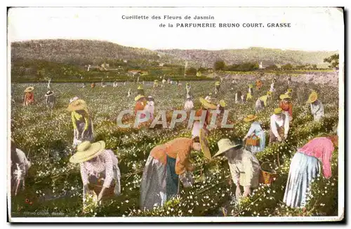 Cartes postales Cueillette des fleurs de jasmin de la Parfumerie Bruno Court Grasse