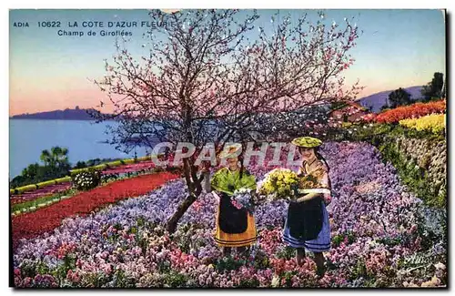 Cartes postales Cueillette Champ de girofles Cote d&#39Azur