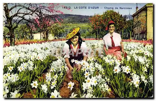 Cartes postales Cueillette Cote d&#39Azur Champ de narcisses
