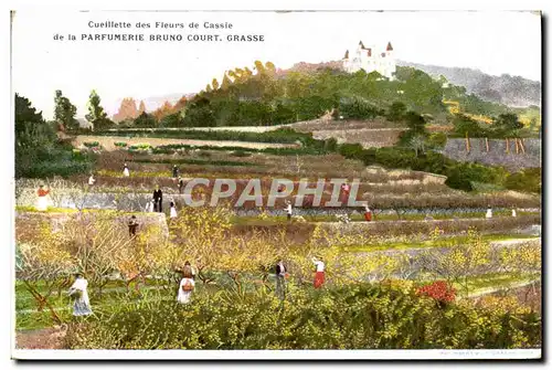 Cartes postales Cueillette des fleurs de Cassis de la Parfumerie Bruno Court Grasse