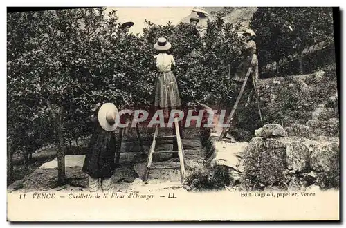 Cartes postales Cueillette de la fleur d&#39oranger Vence