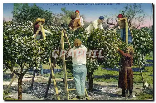 Cartes postales Cueillette de la fleur d&#39oranger Cote d&#39Azur