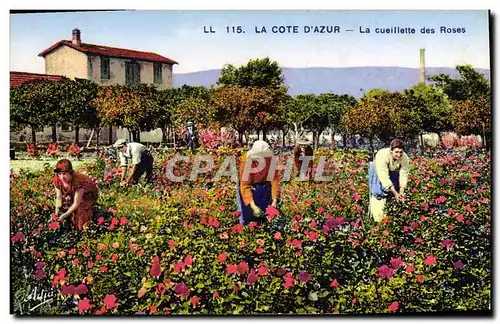 Ansichtskarte AK Cueillette des roses Cote d&#39Azur