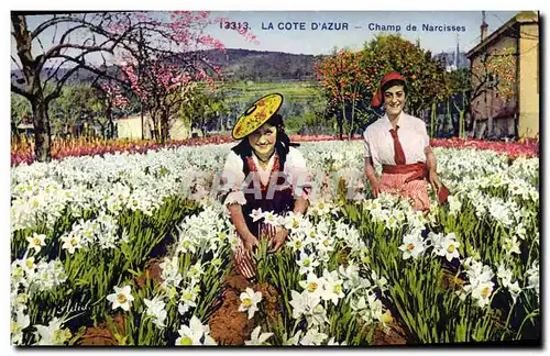 Cartes postales Cueillette Cote d&#39Azur Champ de narcisses