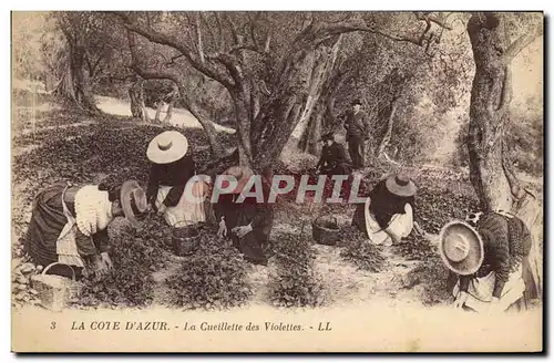 Cartes postales Cueillette des violettes Cote d&#39Azur
