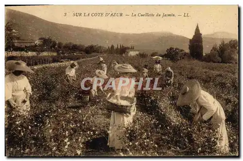 Ansichtskarte AK Cueillette du jasmin Cote d&#39Azur