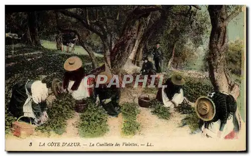 Cartes postales Cueillette des violettes Cote d&#39Azur