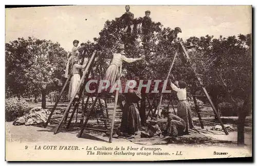 Cartes postales Cueillette de la fleur d&#39oranger Cote d&#39Azur