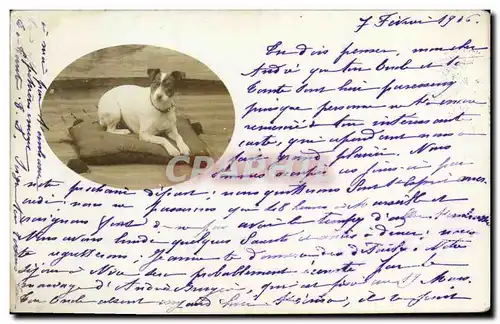 CARTE PHOTO Pont Saint Esprit Chiens Chien