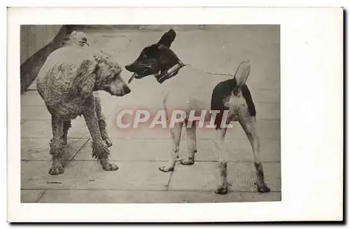 CARTE PHOTO Chiens Chien