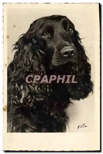 Cartes postales Chiens Chien