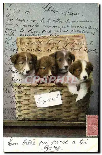 Cartes postales Chiens Chien