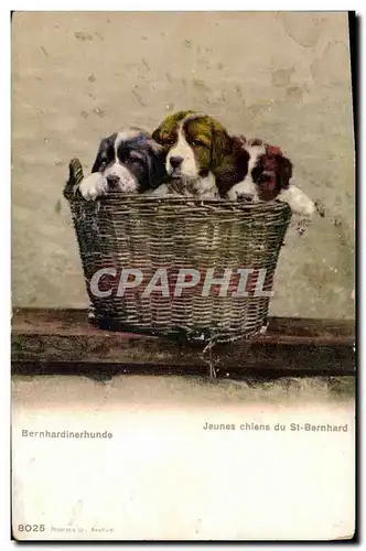 Cartes postales Jeunes Chiens du St Bernard Chien