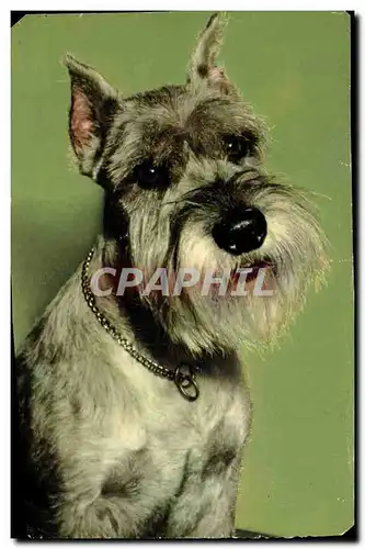 Cartes postales moderne Chiens Chien