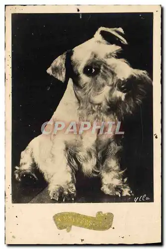 Cartes postales Chiens Chien