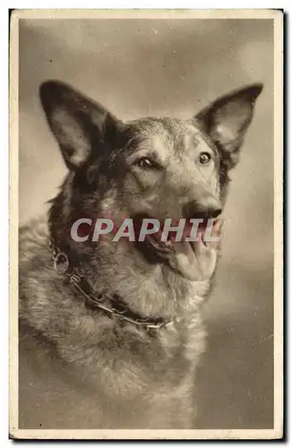 Cartes postales Chiens Chien