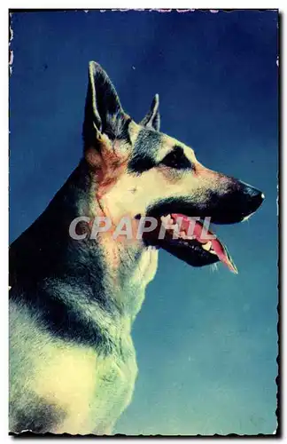 Cartes postales moderne Chiens Chien Berger