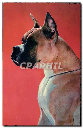 Cartes postales moderne Chiens Chien Boxer