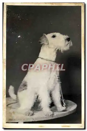 Cartes postales Chiens Chien