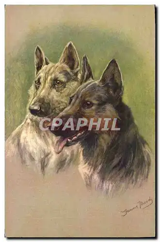 Cartes postales Chiens Chien Bergers