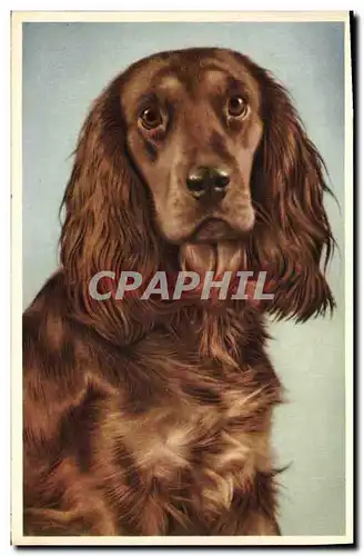 Cartes postales Chiens Chien