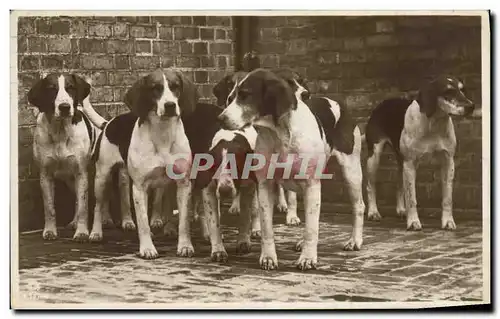 Ansichtskarte AK Chasse a courre Chien Chiens